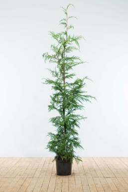 Cyprès de Leyland Cupressocyparis leylandii Haie 175-200 Motte Cypres De Leyland Cupressocyparis Leylandii 175-200 cm