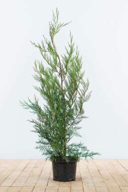 Cyprès de Leyland Cupressocyparis leylandii '2001' Haie 80-100 Motte Cypres / Cypres De Leyland 2001 80-100 cm