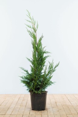 Cyprès de Leyland Cupressocyparis leylandii '2001' Haie 100-125 Motte Cypres / Cypres De Leyland 2001 100-125 cm