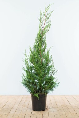 Cyprès de Leyland Cupressocyparis leylandii '2001' Haie 125-150 Motte Cypres / Cypres De Leyland 2001 125-150 cm