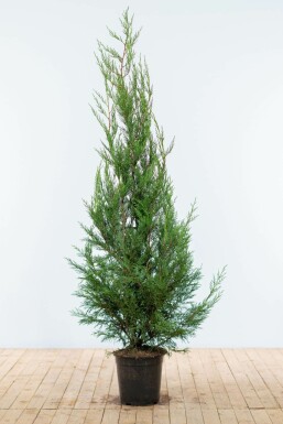 Cyprès de Leyland Cupressocyparis leylandii '2001' Haie 150-175 Motte Cypres / Cypres De Leyland 2001 150-175 cm