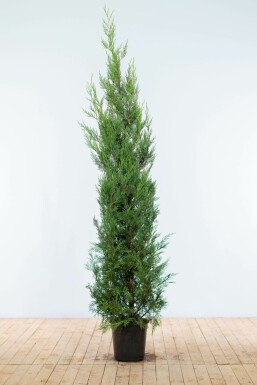 Cyprès de Leyland Cupressocyparis leylandii '2001' Haie 175-200 Motte Cypres / Cypres De Leyland 2001 175-200 cm