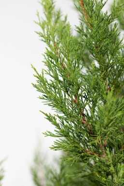 Cyprès de Leyland Cupressocyparis leylandii '2001' Haie 175-200 Motte Cypres / Cypres De Leyland 2001 175-200 cm