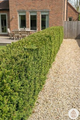 Thuya Plicata Atrovirens 60-80 cm