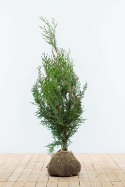 Thuya d'Occident Thuja occidentalis 'Atrovirens' Haie 80-100 Motte Thuya Plicata Atrovirens 80-100 cm