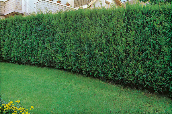 Thuya d'Occident Thuja occidentalis 'Atrovirens' Haie 80-100 Motte Thuya Plicata Atrovirens 80-100 cm