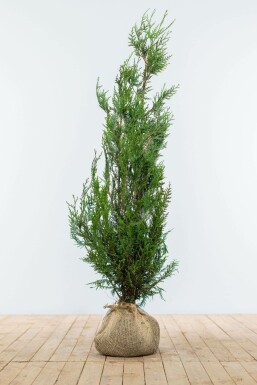 Thuya d'Occident Thuja occidentalis 'Atrovirens' Haie 100-125 Motte Thuya Plicata Atrovirens 100-125 cm