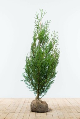 Thuya d'Occident Thuja occidentalis 'Atrovirens' Haie 125-150 Motte Thuya Plicata Atrovirens 125-150 cm