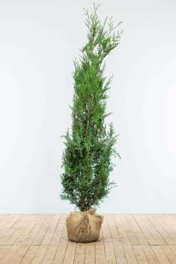 Thuya Plicata Atrovirens 175-200 cm