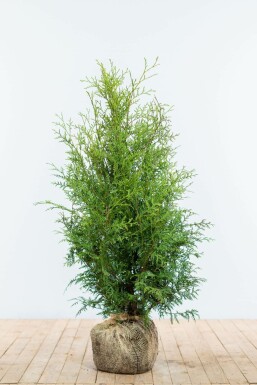 Thuya d'Occident Thuja occidentalis 'Brabant' Haie 80-100 Motte Thuya Occidentalis Brabant 80-100 cm