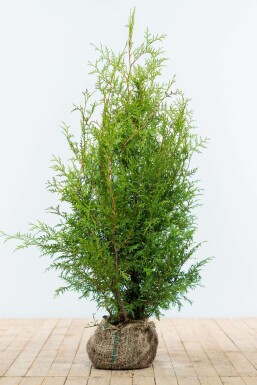 Thuya d'Occident Thuja occidentalis 'Brabant' Haie 100-120 Motte Thuya Occidentalis Brabant 100-120 cm