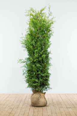 Thuya d'Occident Thuja occidentalis 'Brabant' Haie 160-180 Motte Thuya Occidentalis Brabant 160-180 cm