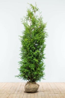 Thuya d'Occident Thuja occidentalis 'Brabant' Haie 180-200 Motte Thuya Occidentalis Brabant 180-200 cm