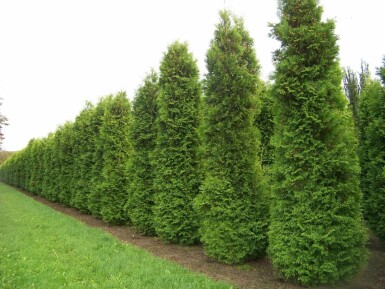 Thuya d'Occident Thuja occidentalis 'Brabant' Haie 180-200 Motte Thuya Occidentalis Brabant 180-200 cm