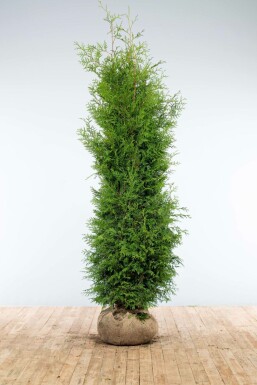 Thuya d'Occident Thuja occidentalis 'Brabant' Haie 200-225 Motte