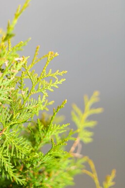 Thuya Occidentalis Brabant 200-225 cm