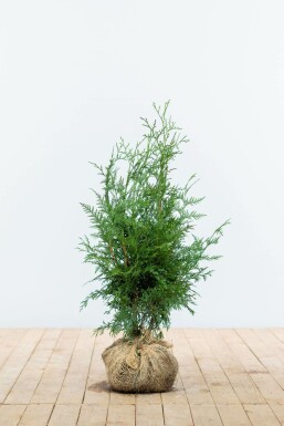 Thuya d'Occident Thuja occidentalis 'Excelsa' Haie 60-80 Motte Thuya Plicata Excelsa 60-80 cm