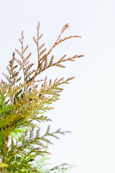 Thuya d'Occident Thuja occidentalis 'Excelsa' Haie 60-80 Motte Thuya Plicata Excelsa 60-80 cm