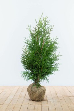 Thuya d'Occident Thuja occidentalis 'Excelsa' Haie 80-100 Motte Thuya Plicata Excelsa 80-100 cm