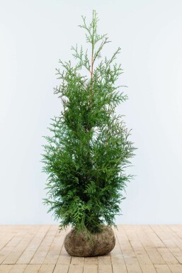 Thuya d'Occident Thuja occidentalis 'Excelsa' Haie 100-125 Motte Thuya Plicata Excelsa 100-125 cm