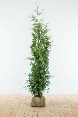 Thuya d'Occident Thuja occidentalis 'Excelsa' Haie 125-150 Motte Thuya Plicata Excelsa 125-150 cm