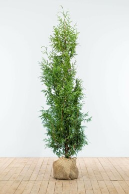 Thuya d'Occident Thuja occidentalis 'Excelsa' Haie 150-175 Motte Thuya Plicata Excelsa 150-175 cm