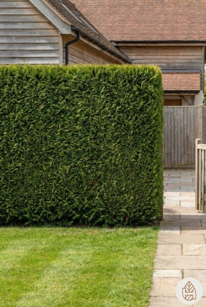 Thuya Plicata Excelsa 175-200 cm