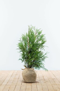 Thuya d'Occident Thuja occidentalis 'Martin' Haie 60-80 Motte