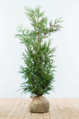 Thuya d'Occident Thuja occidentalis 'Martin' Haie 100-125 Motte Thuya Plicata Martin 100-125 cm