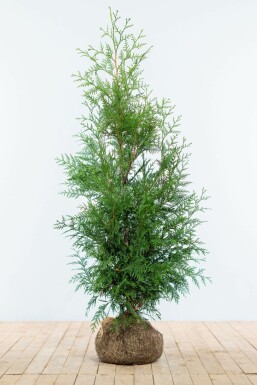 Thuya d'Occident Thuja occidentalis 'Martin' Haie 125-150 Motte Thuya Plicata Martin 125-150 cm