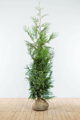 Thuya d'Occident Thuja occidentalis 'Martin' Haie 150-175 Motte Thuya Plicata Martin 150-175 cm