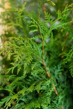 Thuya d'Occident Thuja occidentalis 'Martin' Haie 150-175 Motte Thuya Plicata Martin 150-175 cm