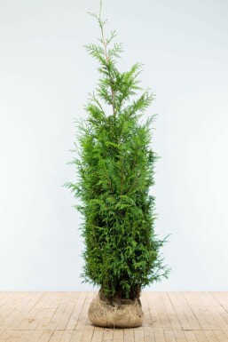 Thuya d'Occident Thuja occidentalis 'Martin' Haie 175-200 Motte Thuya Plicata Martin 175-200 cm
