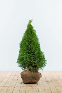 Thuya d'Occident Thuja occidentalis 'Smaragd' Haie 60-80 Motte Thuya Occidentalis Emeraude 60-80 cm