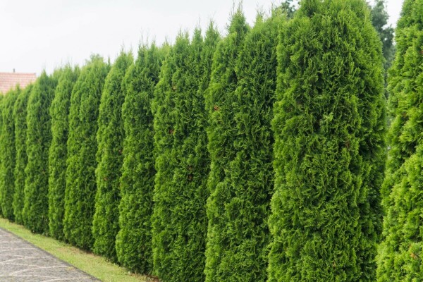 Thuya d'Occident Thuja occidentalis 'Smaragd' Haie 60-80 Motte Thuya Occidentalis Emeraude 60-80 cm
