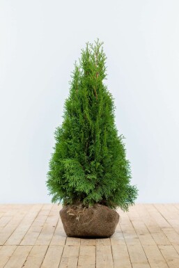 Thuya d'Occident Thuja occidentalis 'Smaragd' Haie 80-100 Motte Thuya Occidentalis Emeraude 80-100 cm