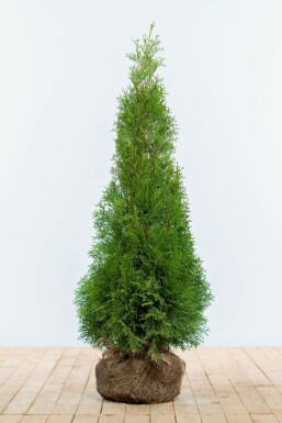 Thuya d'Occident Thuja occidentalis 'Smaragd' Haie 100-120 Motte Thuya Occidentalis Emeraude 100-120 cm