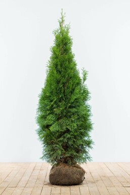 Thuya d'Occident Thuja occidentalis 'Smaragd' Haie 120-140 Motte Thuya Occidentalis Emeraude 120-140 cm