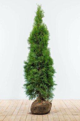 Thuya d'Occident Thuja occidentalis 'Smaragd' Haie 140-160 Motte Thuya Occidentalis Emeraude 140-160 cm