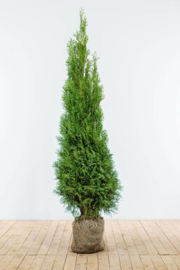 Thuya d'Occident Thuja occidentalis 'Smaragd' Haie 160-180 Motte Thuya Occidentalis Emeraude 160-180 cm