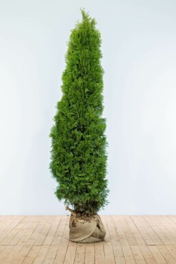 Thuya d'Occident Thuja occidentalis 'Smaragd' Haie 180-200 Motte Thuya Occidentalis Emeraude 180-200 cm