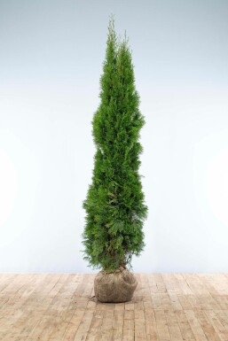 Thuya d'Occident Thuja occidentalis 'Smaragd' Haie 200-225 Motte Thuya Occidentalis Emeraude 200-225 cm