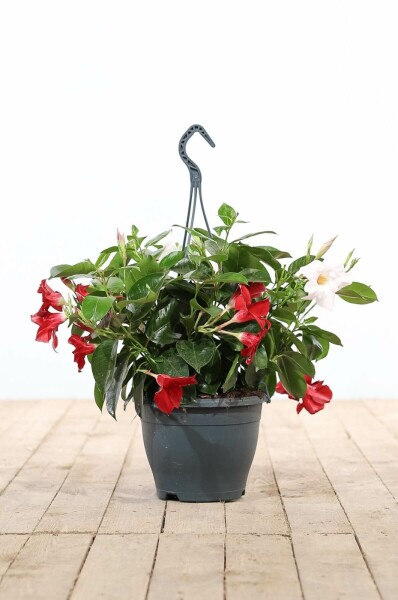 Dipladénia de Sander Mandevilla sanderi Pot suspendu 35-40 Pot Dipladenia / Mandevilla Pot suspendu 35-40 cm