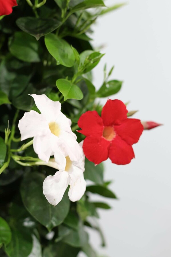Dipladénia de Sander Mandevilla sanderi Pot suspendu 35-40 Pot Dipladenia / Mandevilla Pot suspendu 35-40 cm