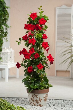Dipladénia de Sander Mandevilla sanderi Pyramide 35-40 Pot Dipladenia / Mandevilla Pyramide 35-40 cm