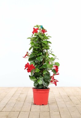 Aucune image disponible