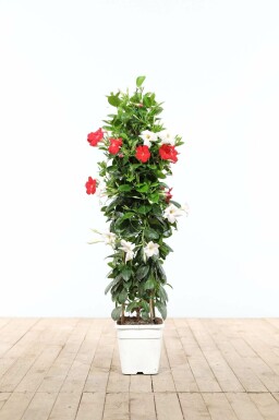 Dipladénia de Sander Mandevilla sanderi Pyramide 60-70 Pot Dipladenia / Mandevilla Pyramide 60-70 cm