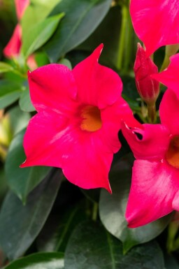 Dipladenia / Mandevilla Pyramide 100-120 cm