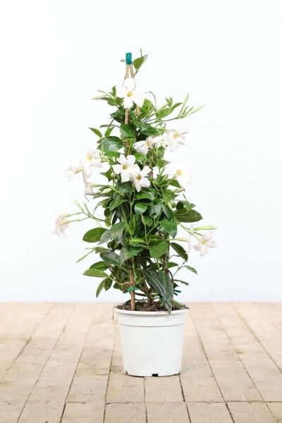 Dipladénia de Sander Mandevilla sanderi Pyramide 100-120 Pot Dipladenia / Mandevilla Pyramide 100-120 cm