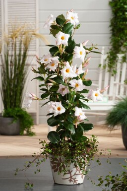 Dipladénia de Sander Mandevilla sanderi Pyramide 100-120 Pot